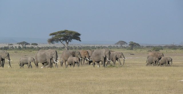 safari viaggio kenya